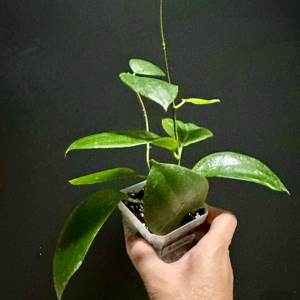 Hoya Aldrichii Plant Great price!